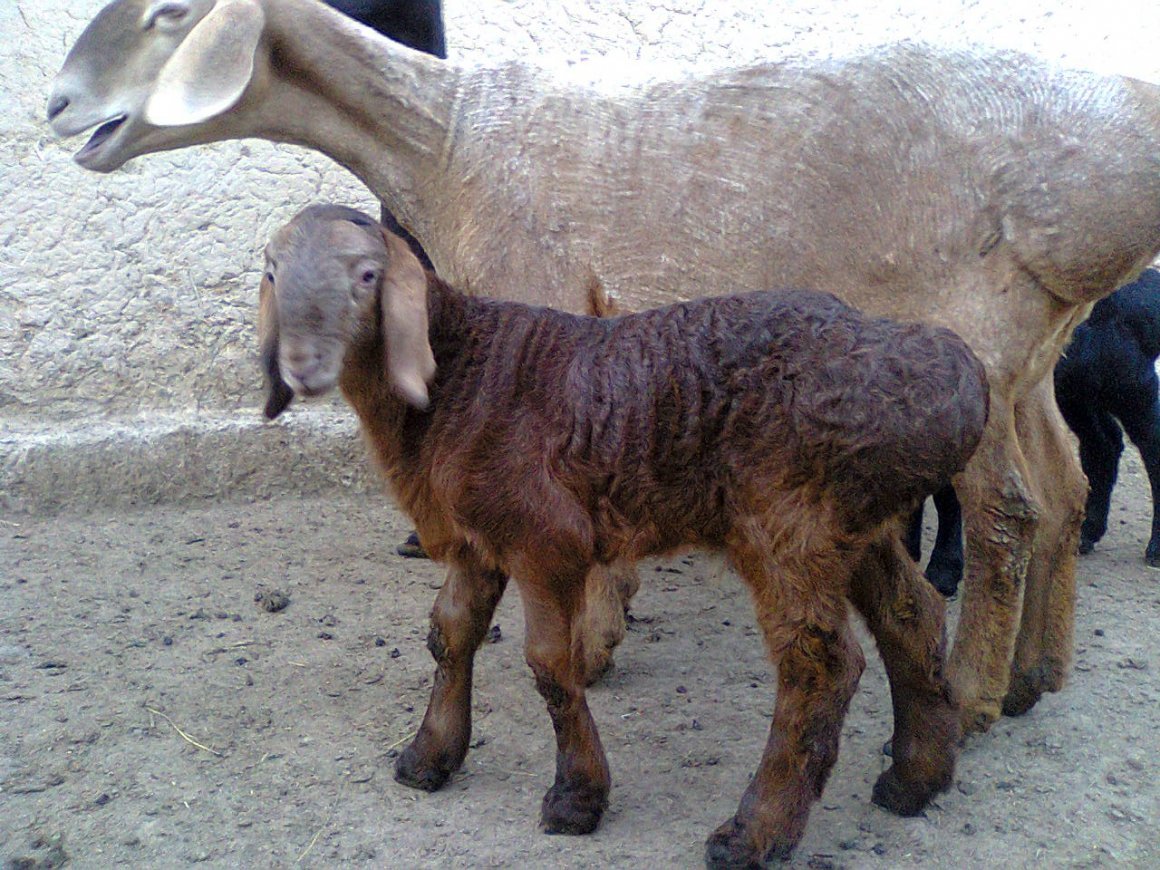 Курдючные баран курдючный