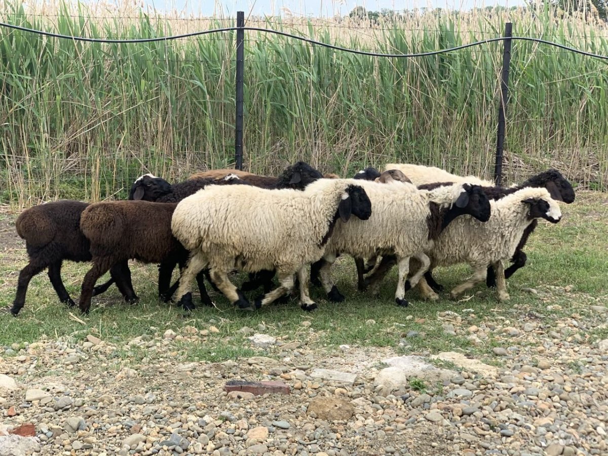 Курдючный баран