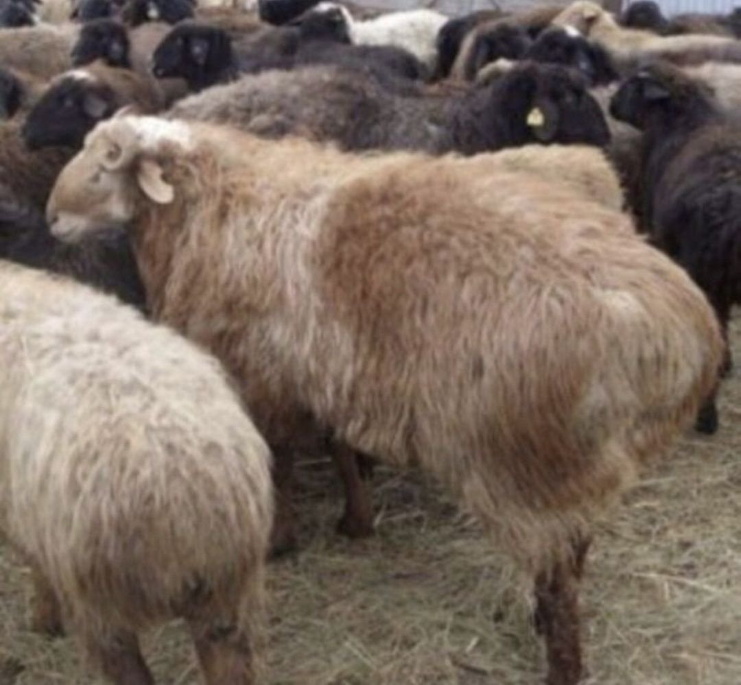 Курдючная Баранов мясо