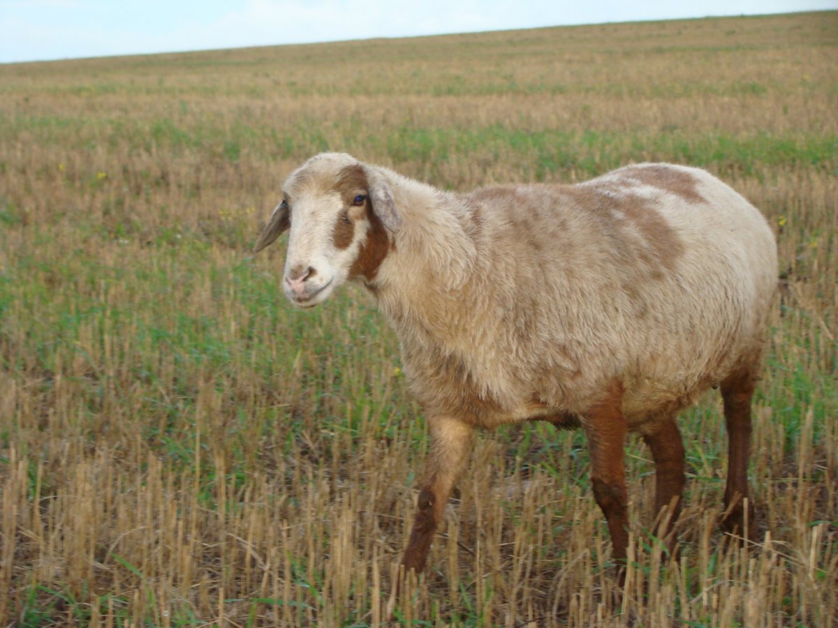 Курдючные баран курдючный