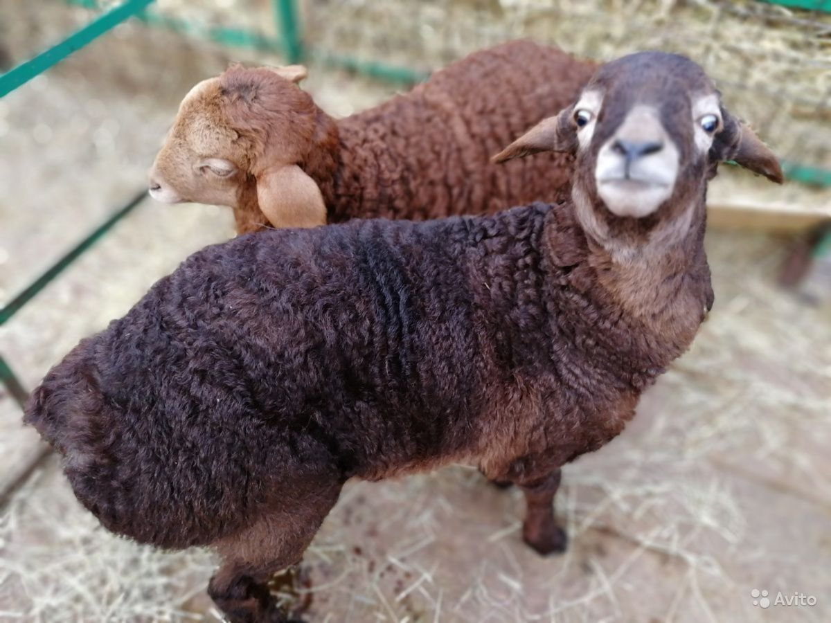 Поло курдючные бараны