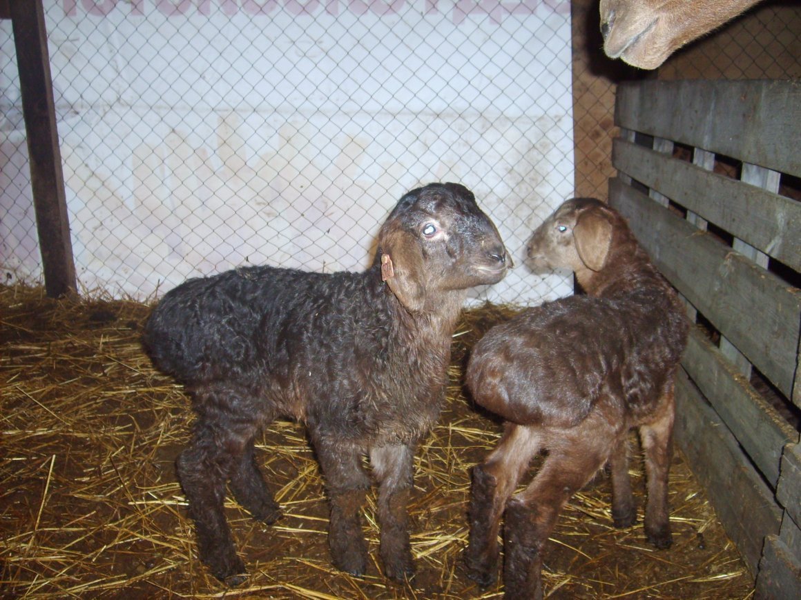 Курдюк Эдильбаевской породы