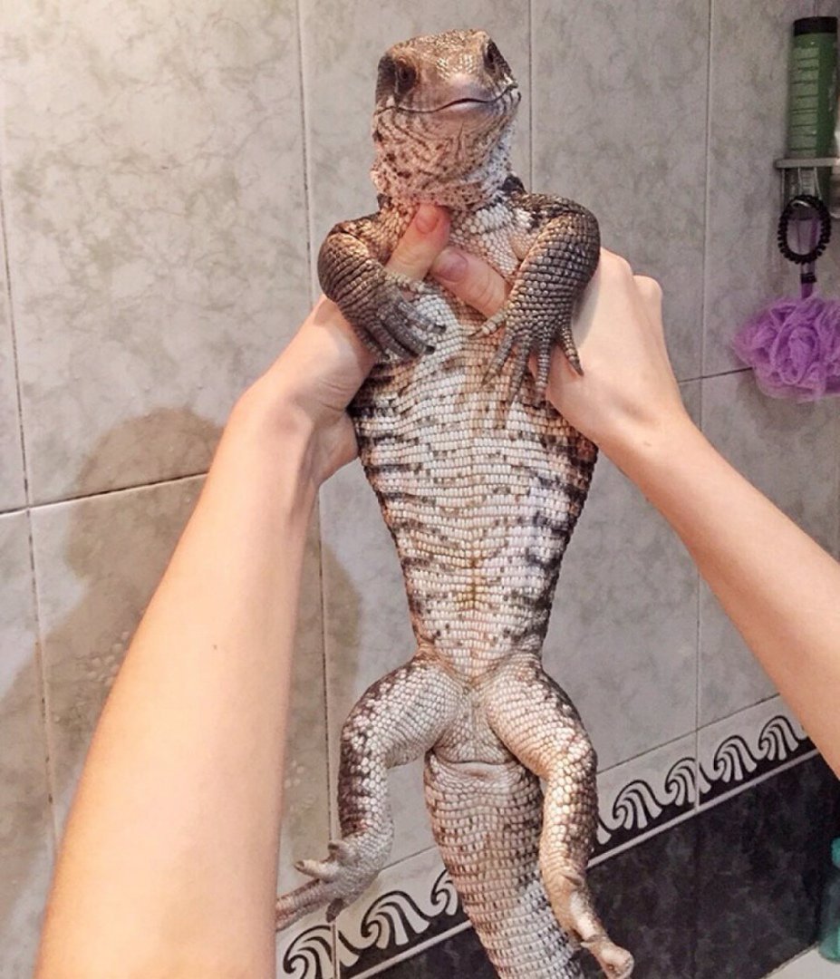 Капский Варан домашний
