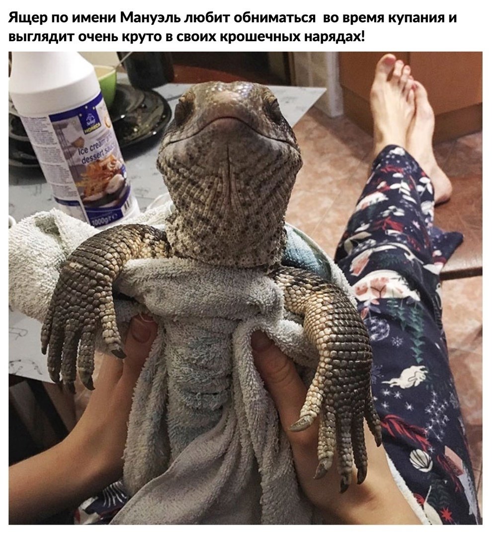 Капский Варан домашний
