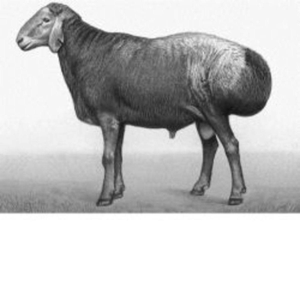 Курдюк гиссарской породы