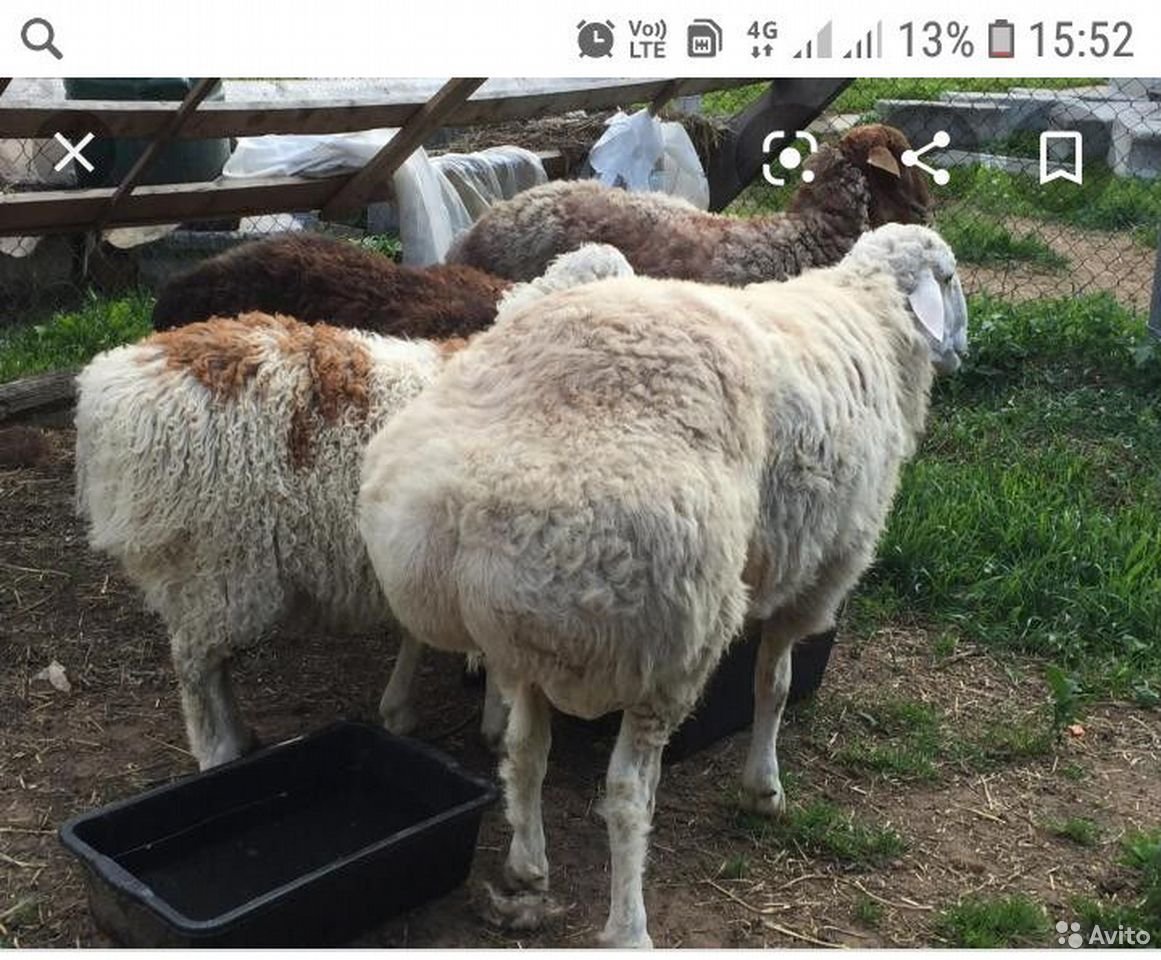 Курдючные овцы