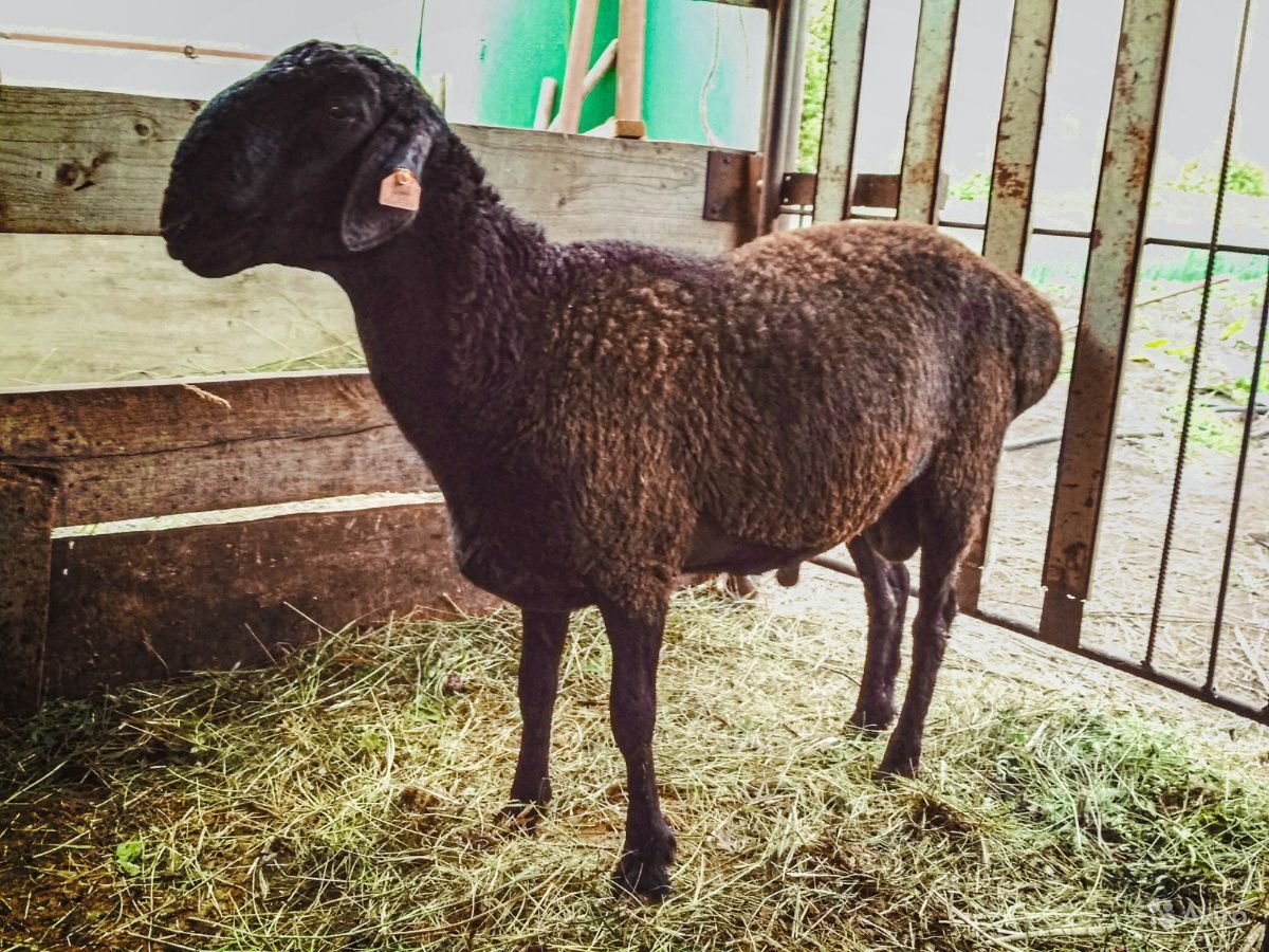 Курдючные овцы