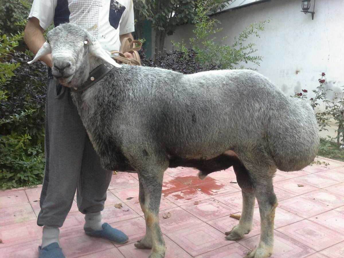 Курдючный баран