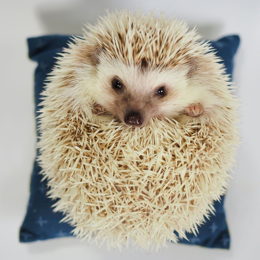 Ежик Лесной