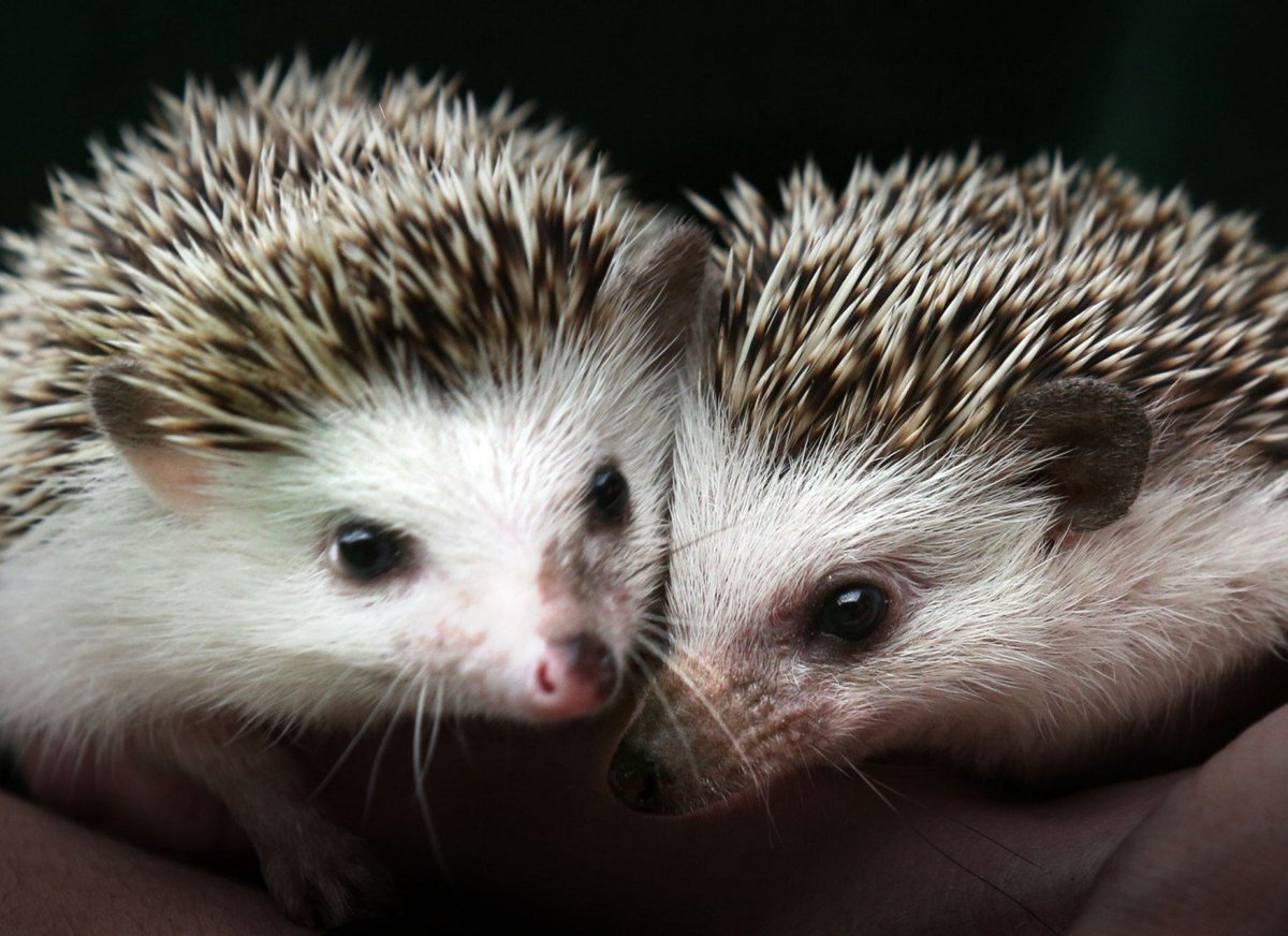 Обыкновенный (Среднерусский) ёж