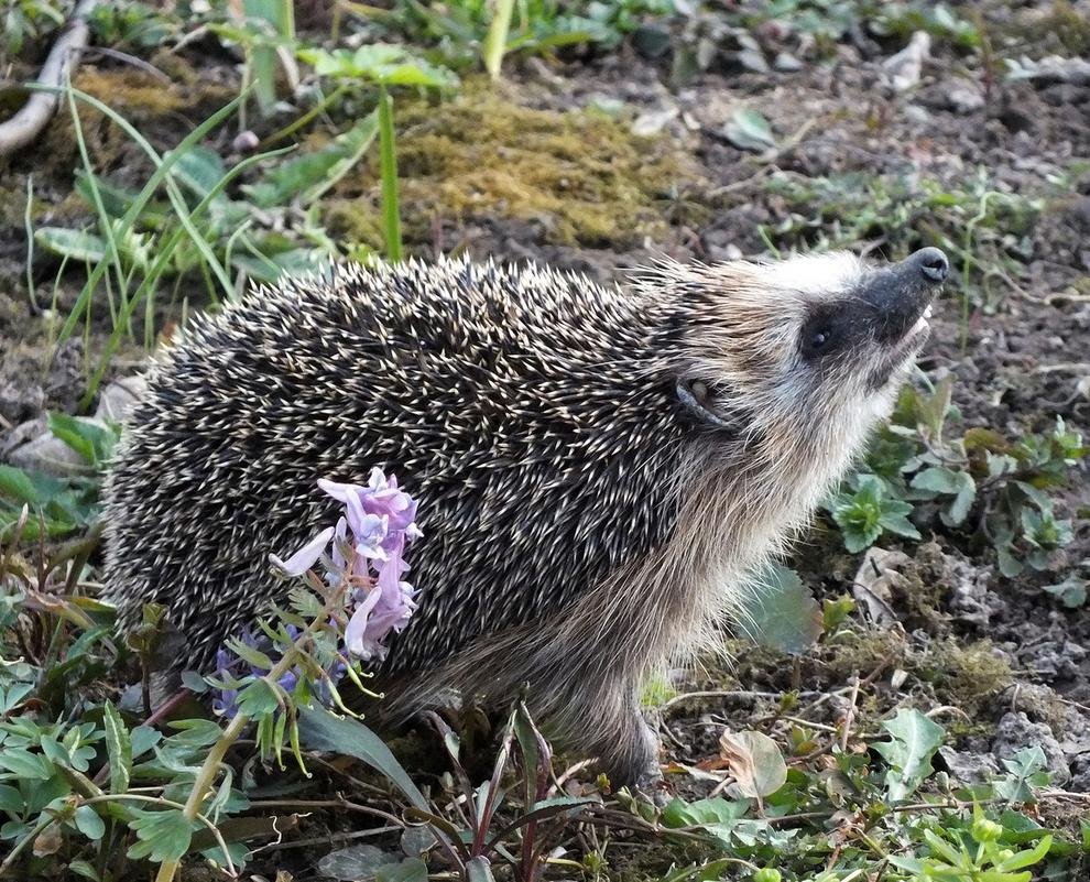Кавказский Ежик