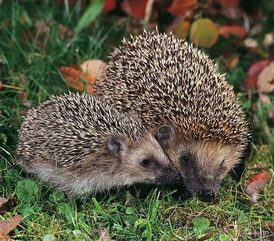 Обыкновенный (Среднерусский) ёж