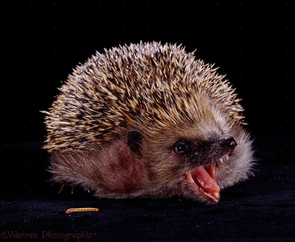 Семья ежей в лесу