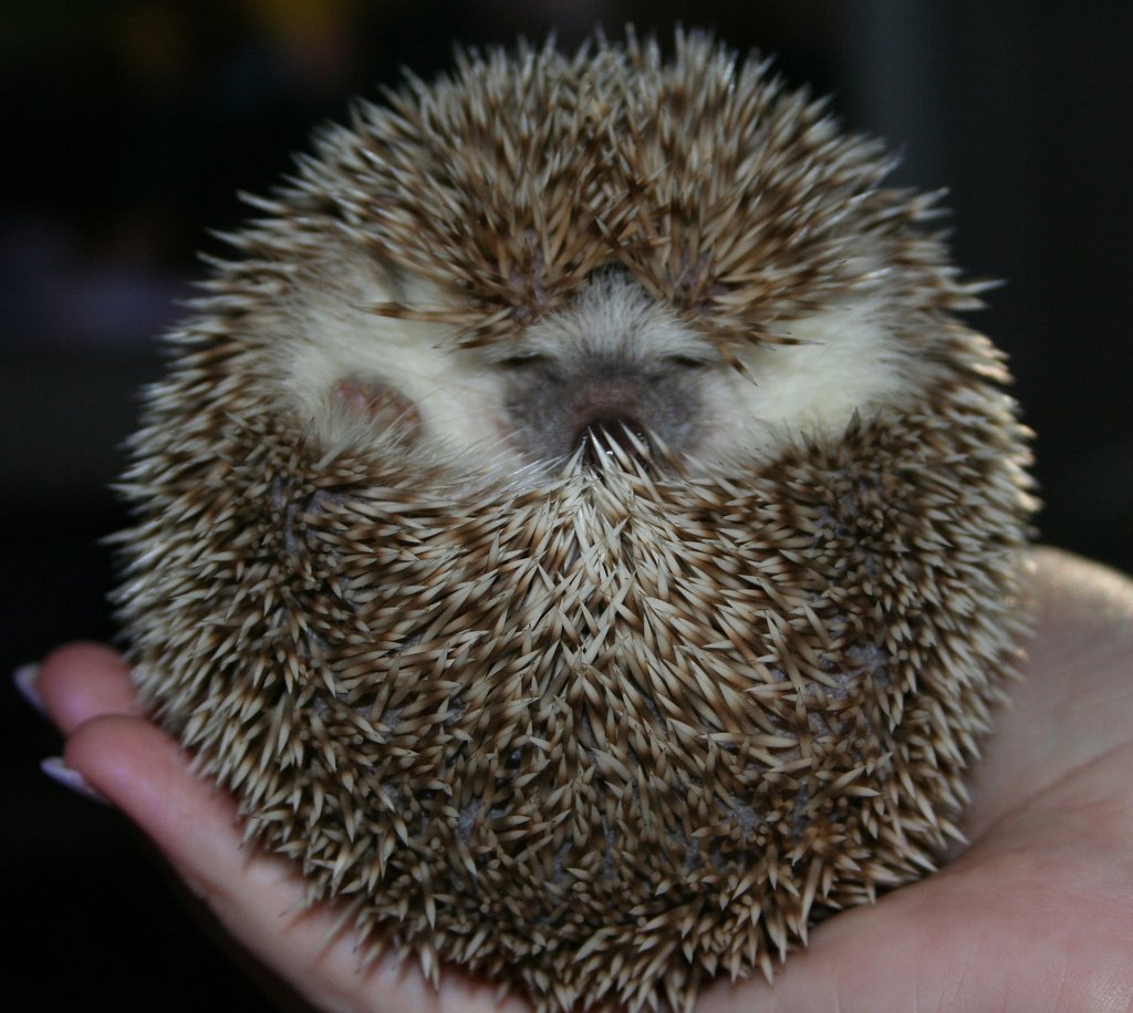 Улыбчивый Ежик