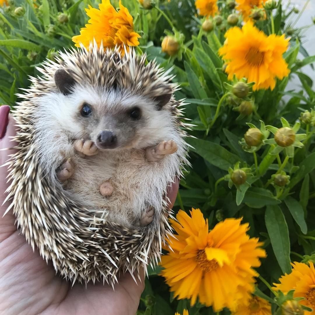 Подмигивающий Ежик