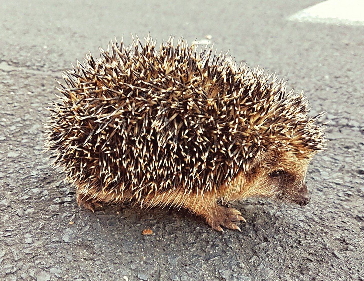 Еда с мордочками