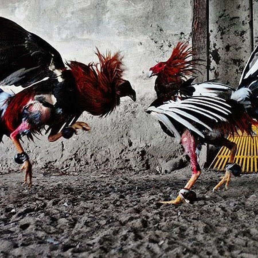 Боевой петух