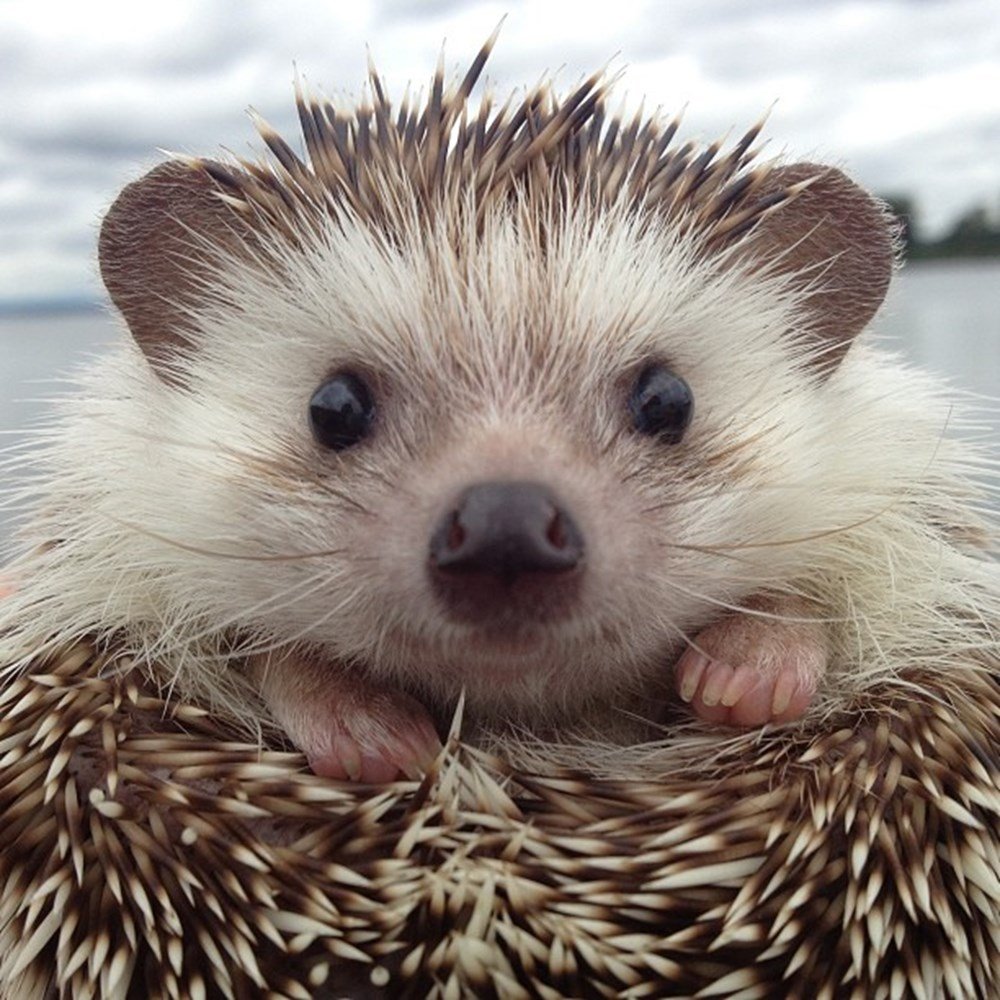 Черты приспособленности ежа обыкновенного