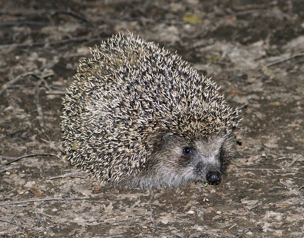 Еж с ежатами