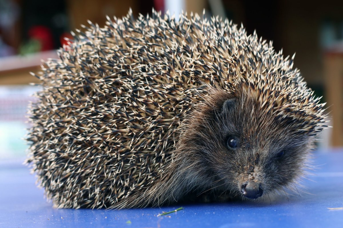 Глазки для ежика