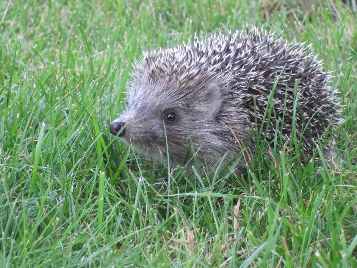 Ежи обыкновенные