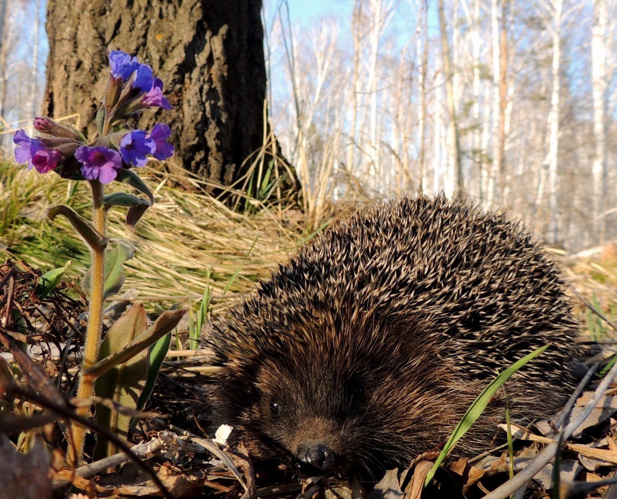 Уставший Ежик
