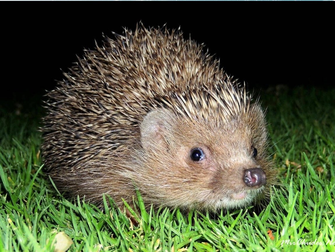 Ёжики фото животные милые