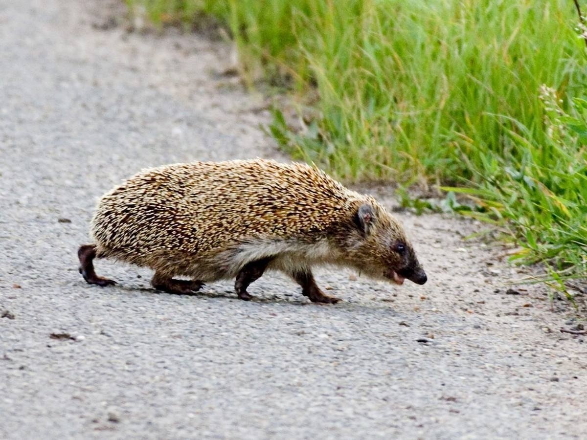 Свирепый Ежик