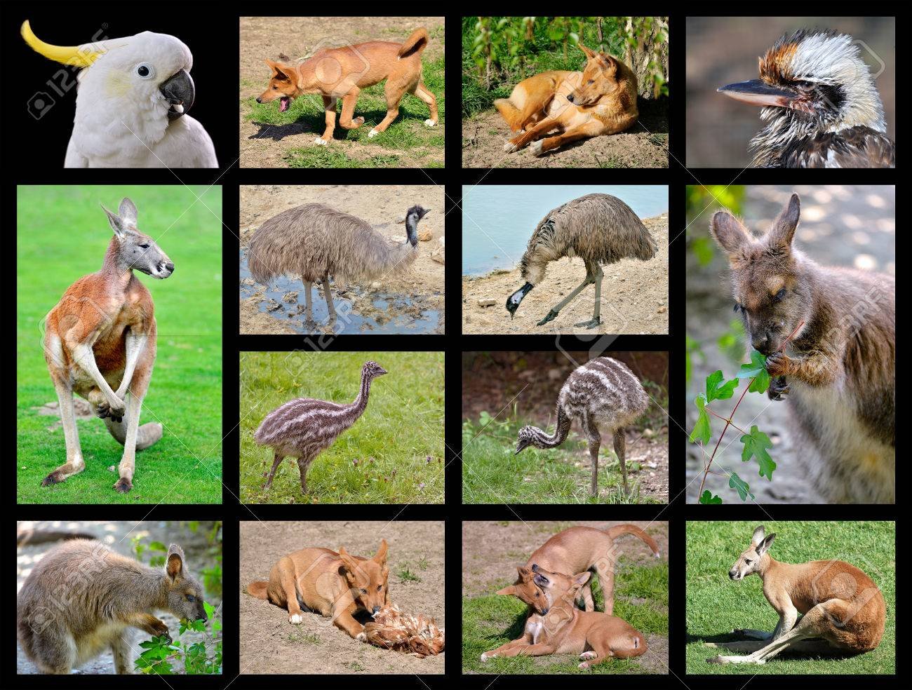 животный мир австралии описание