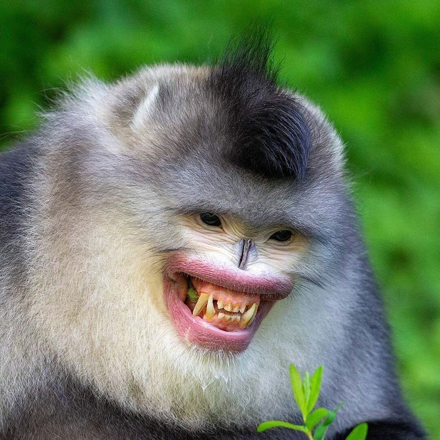 Мартышка ринопитек