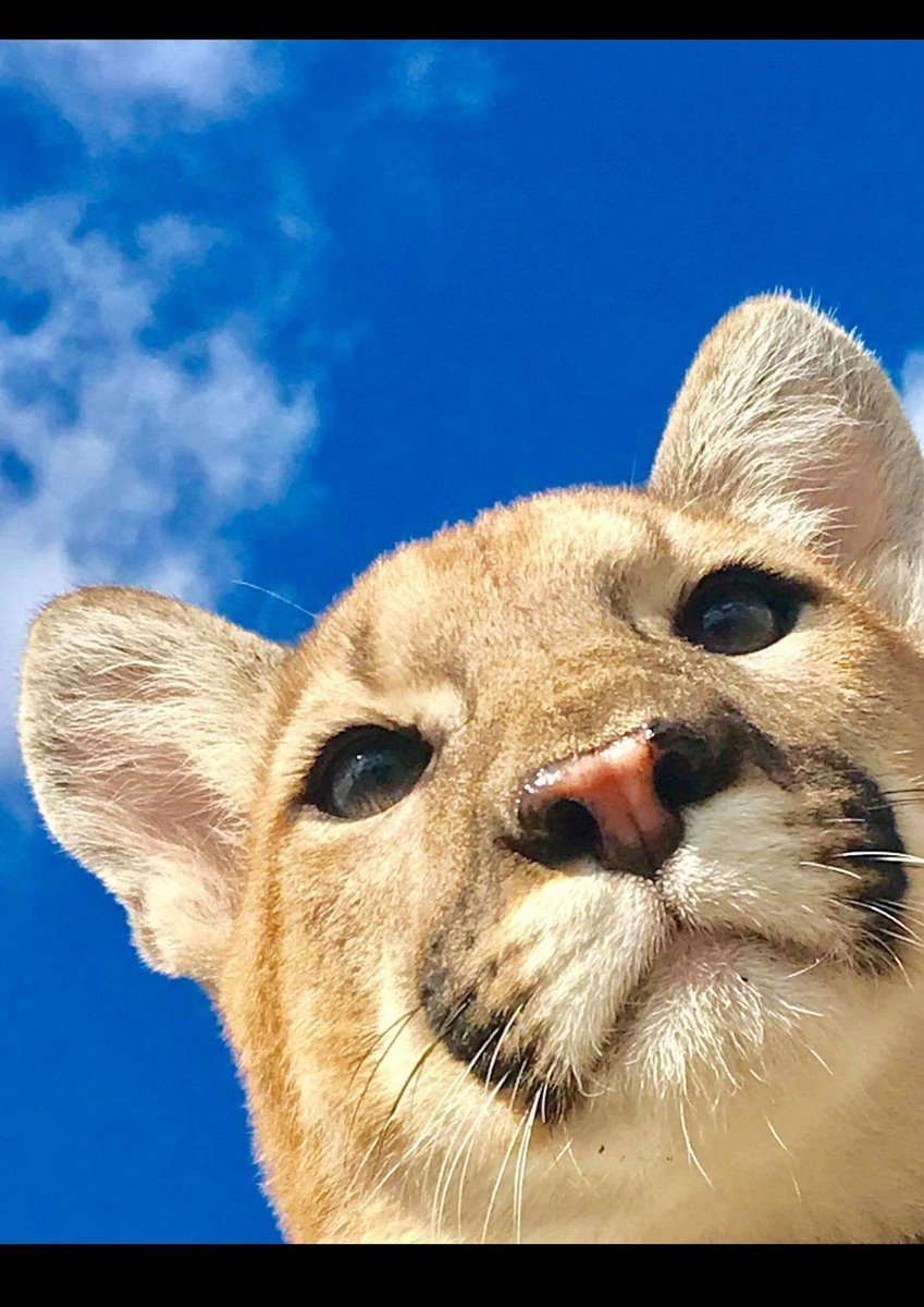 Лица животных