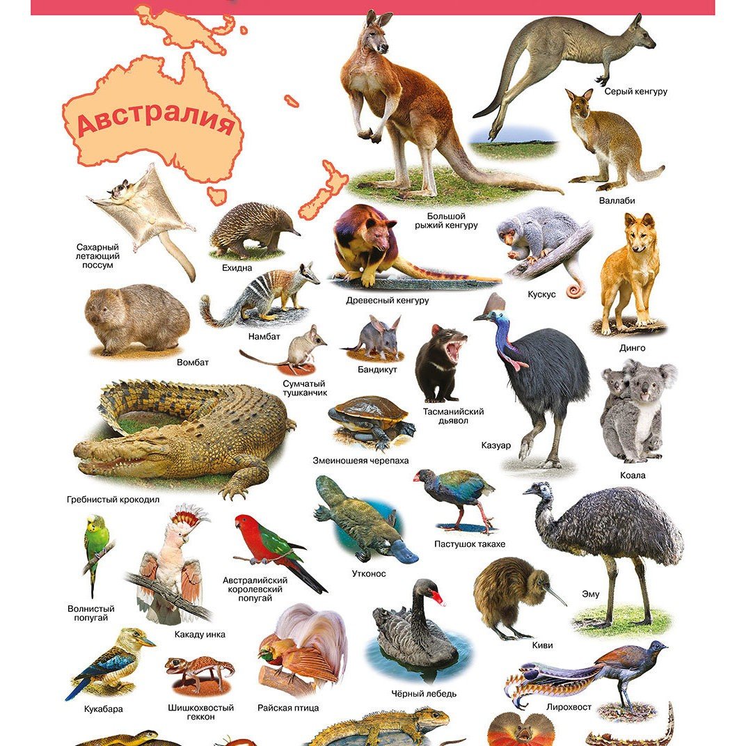 Животный мир Австралии список
