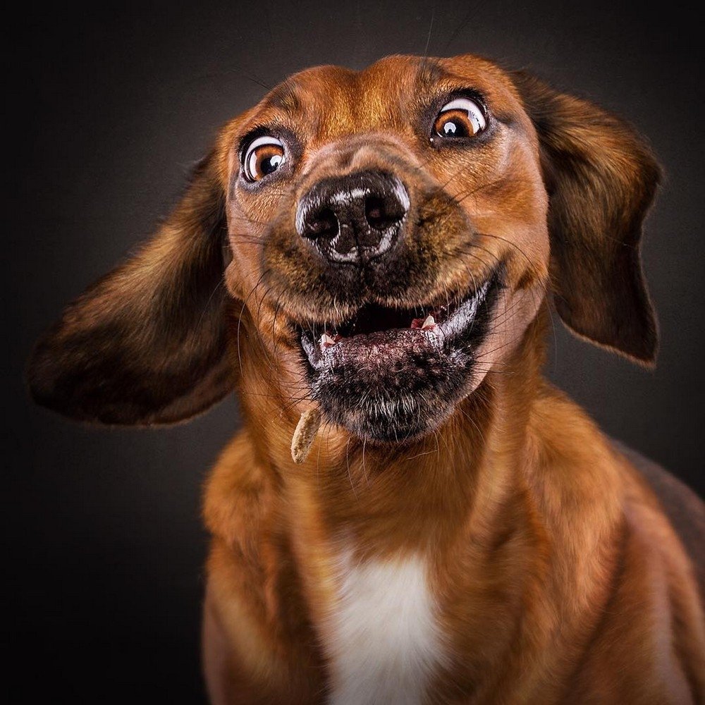 Смешные мордочки собак