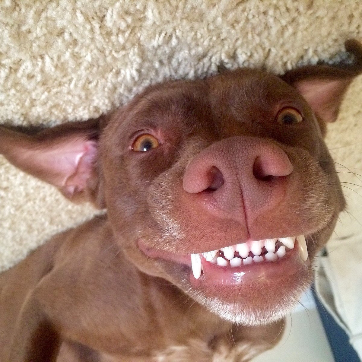 Животные угар