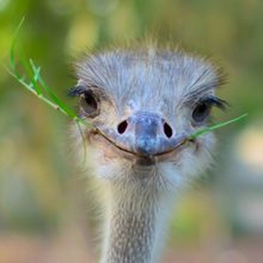 Страус эму анфас