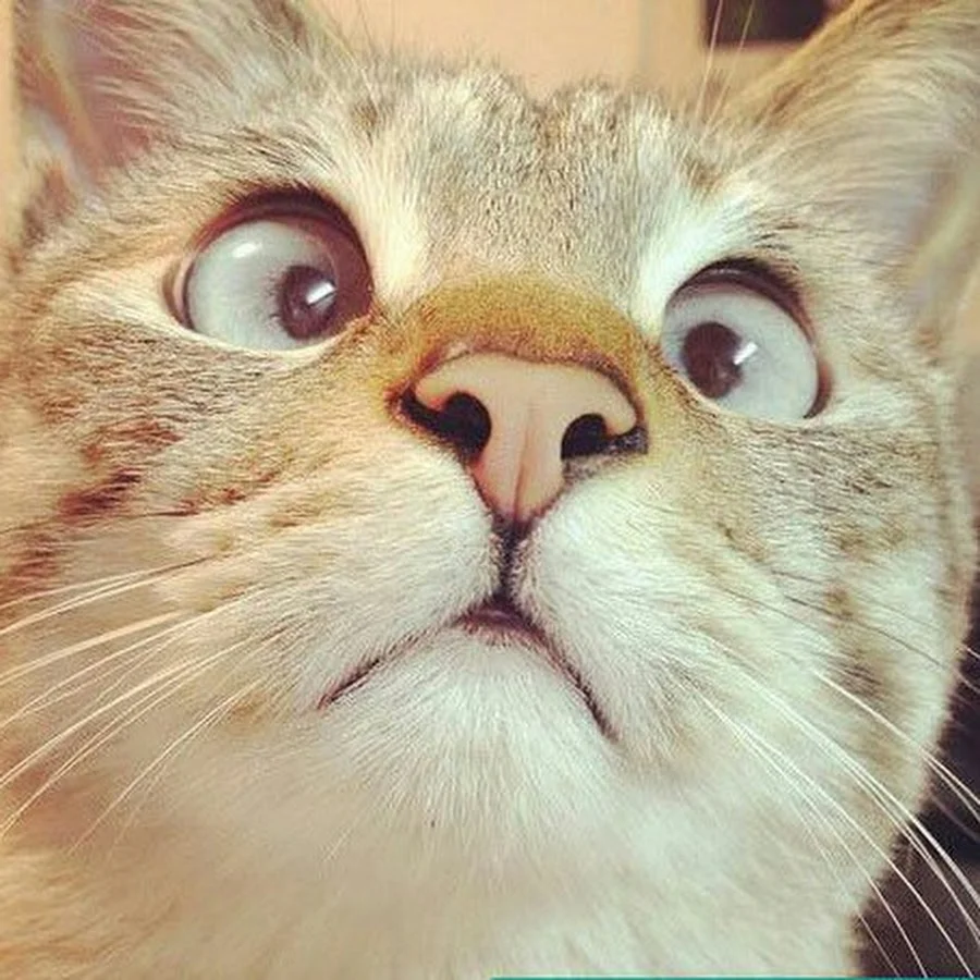 Смешной кот