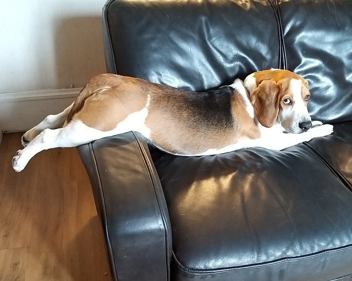 Гигантский Бигль