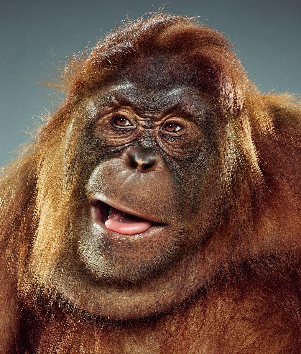 Смешные обезьяны