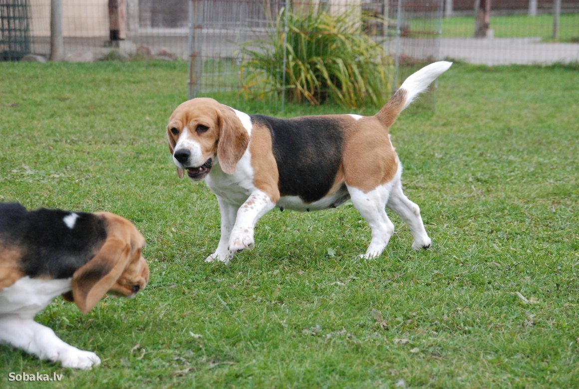 Бигль собака вес