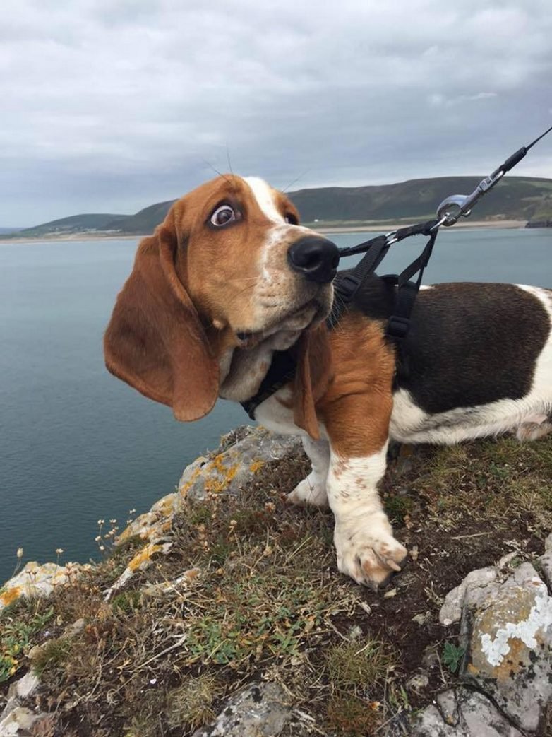 Собака чихает