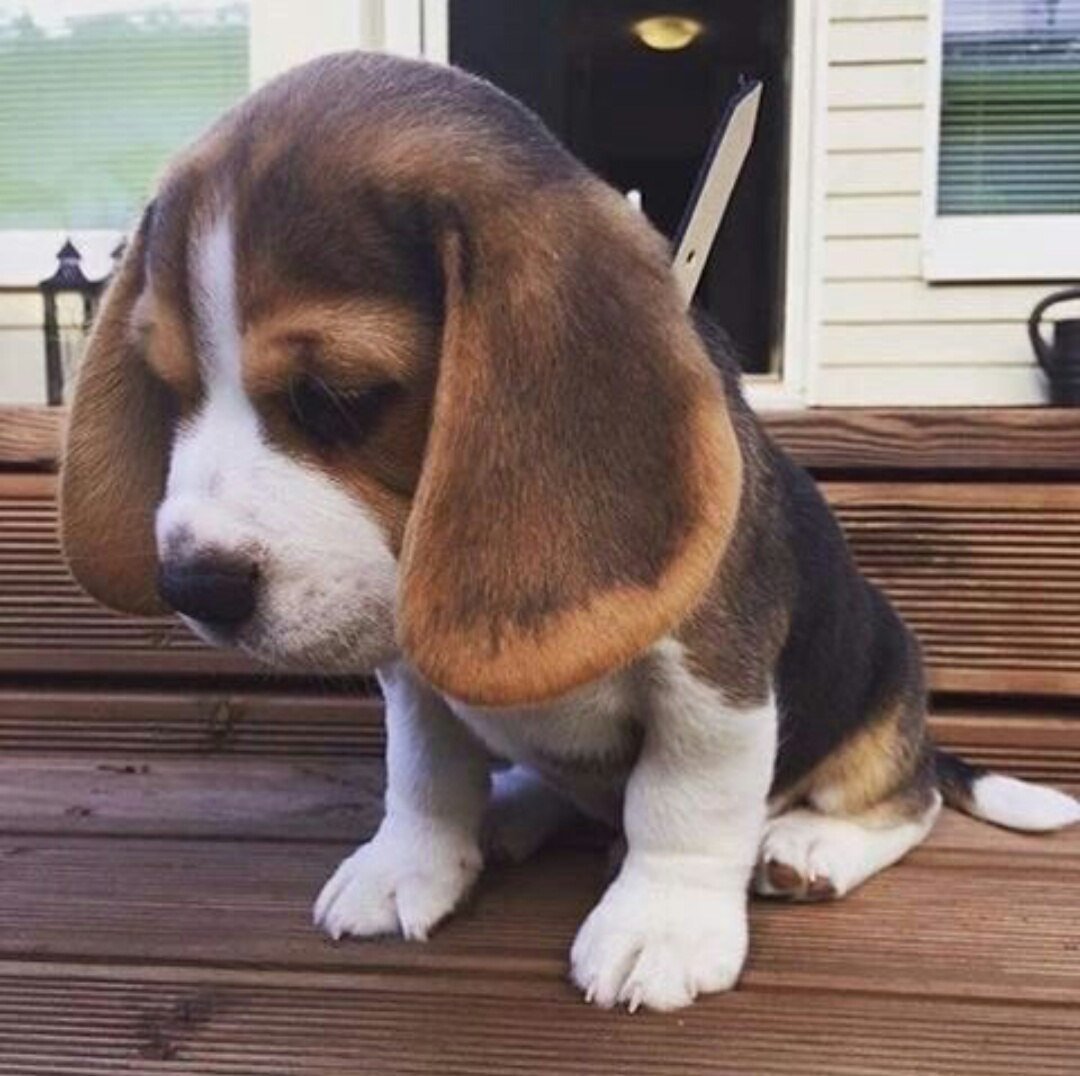 Бигль Европейский харьер