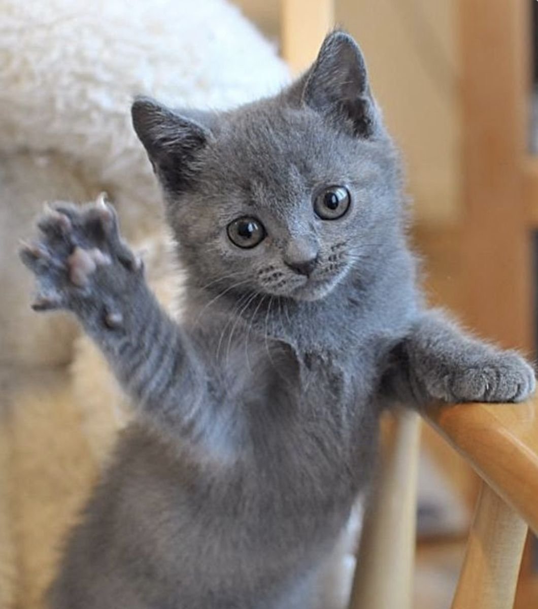Кошка машет лапой. Шартрез котенок. Дымчатый котенок. Котенок машет лапкой. Серый котёнок.