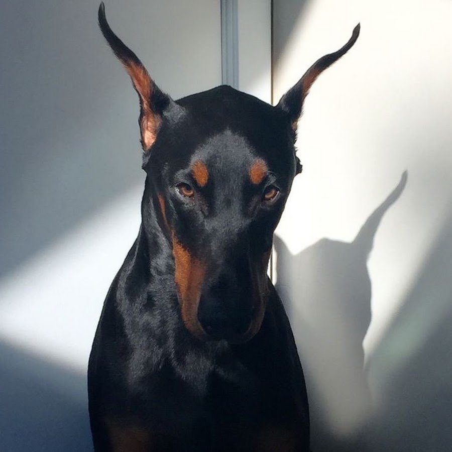 Рамиль с собакой