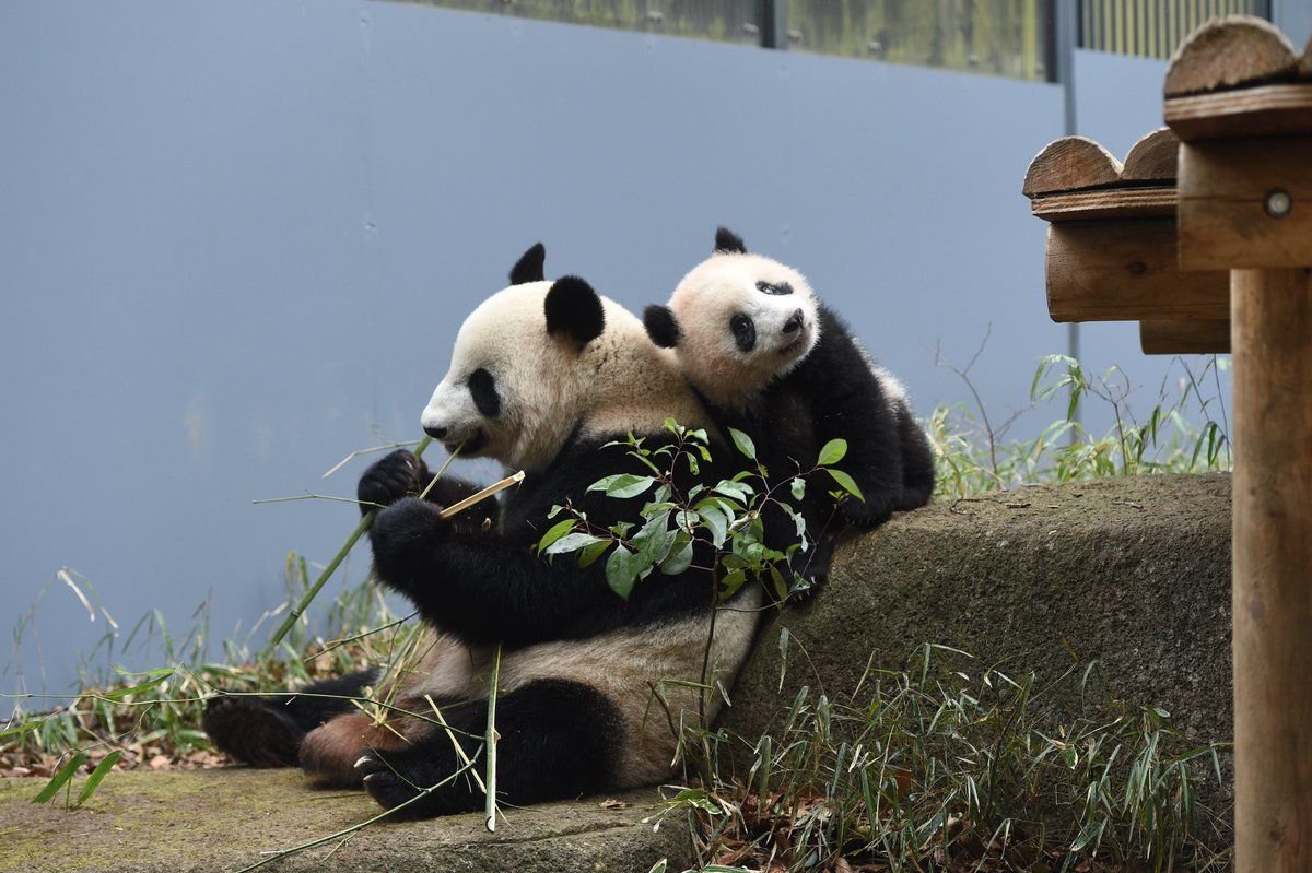 Обнять панду. Панды обнимаются. Объятия панды. Смешная Панда. Две панды обнимаются.