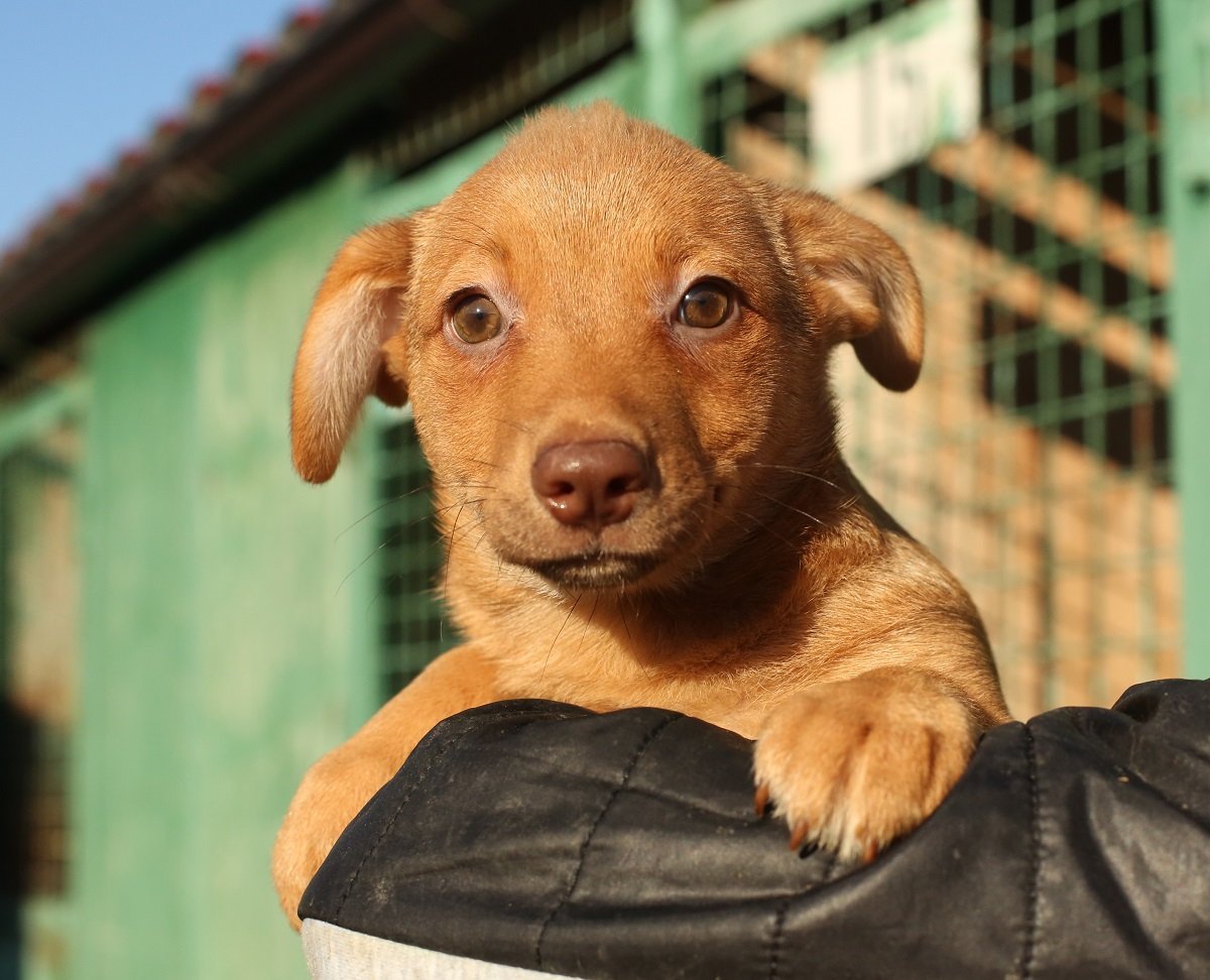 Собака шарпей