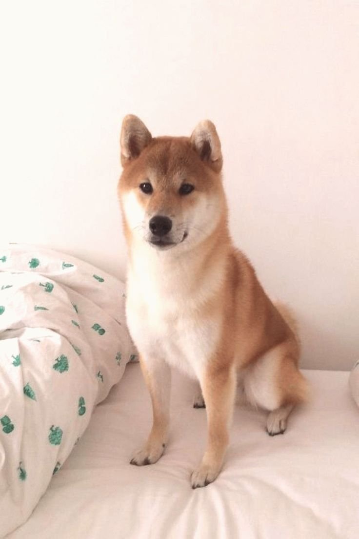 Шпиц флаффи