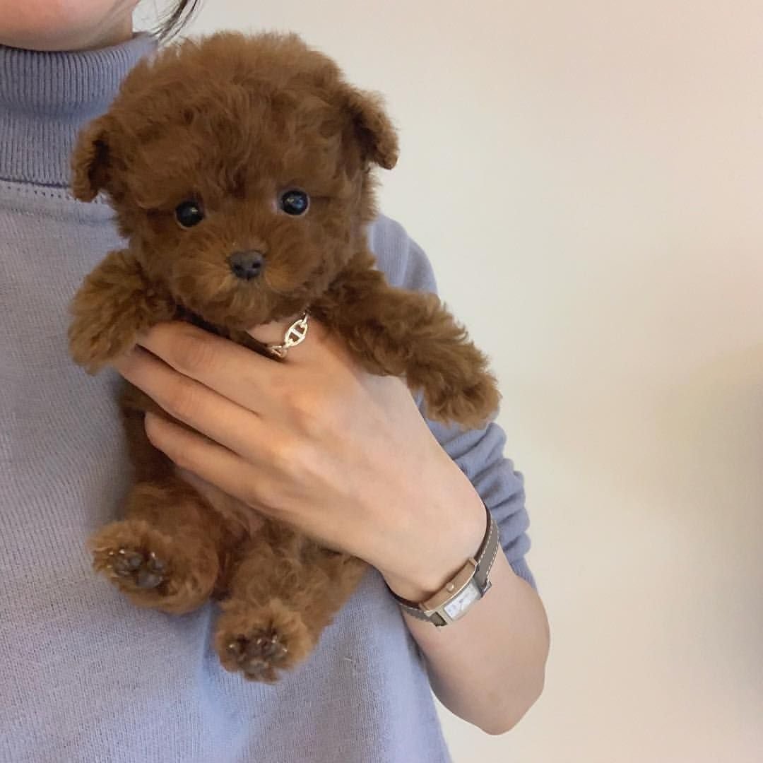 Королевский пудель