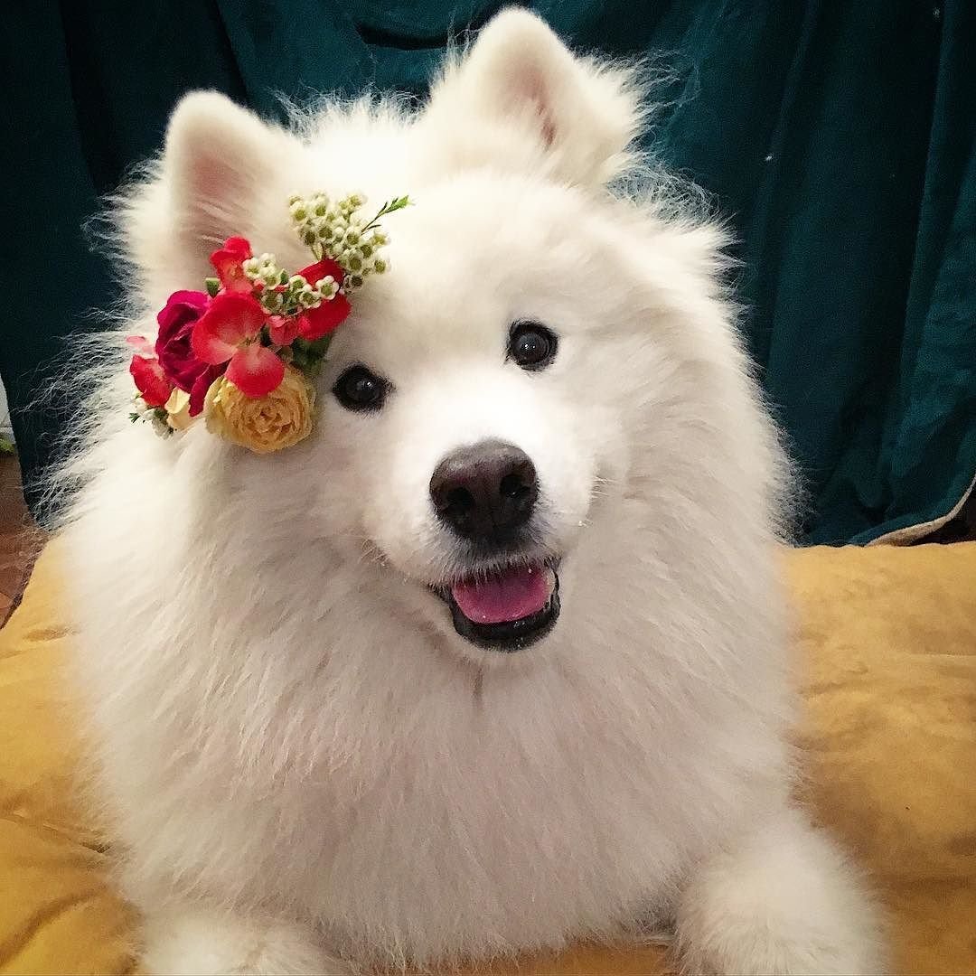 Хаски самоед