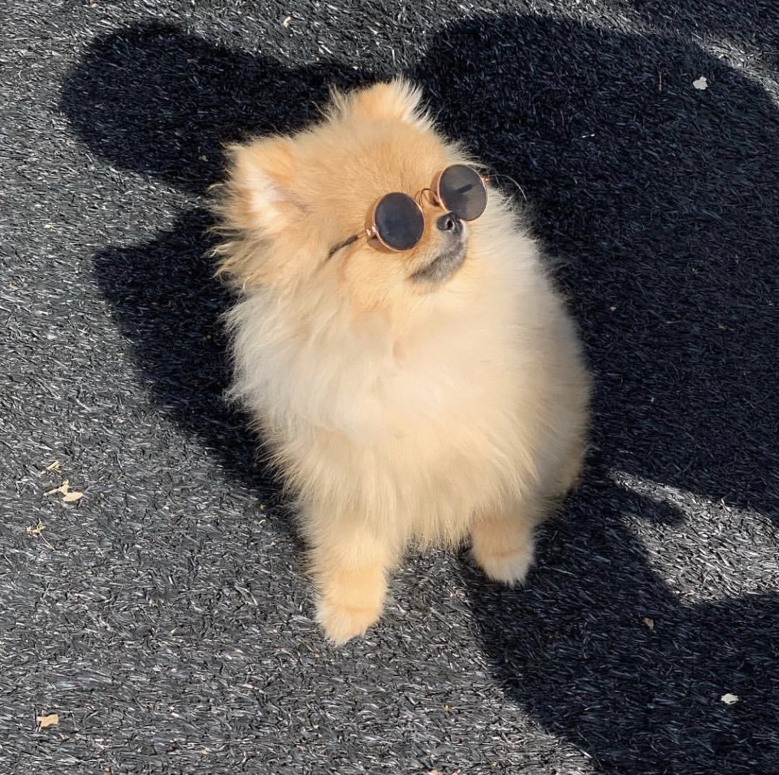 Щенок на аву