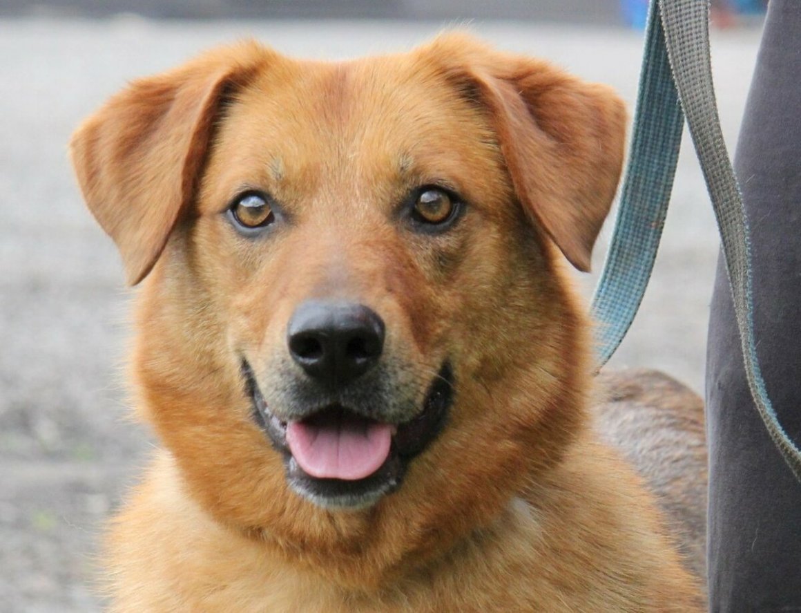 Бультерьер злой офник